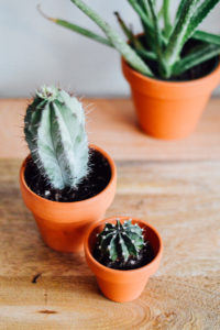 A little cacti never hurt nobody (unless you prick yourself!) / bygabriella.co