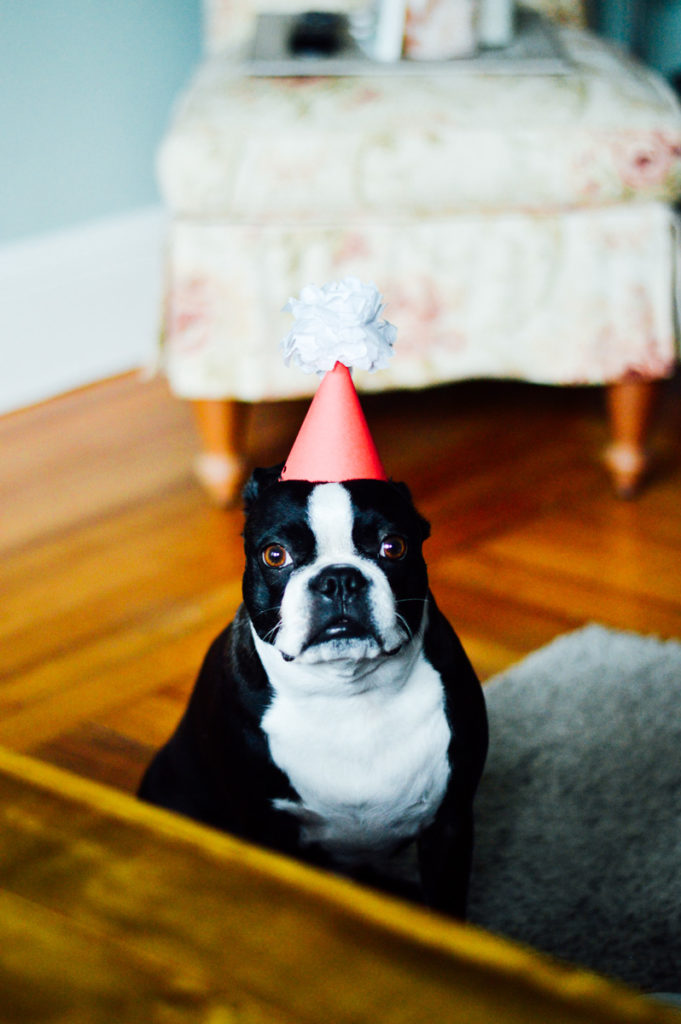 A party hat that your pup may or may not love...but it's perfect for a puppy party! / bygabriella.co