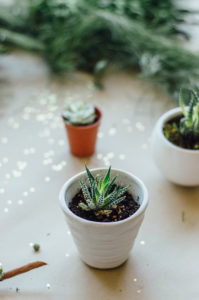 Tips on how to decorate your small space with fresh greenery! | bygabriella.co
