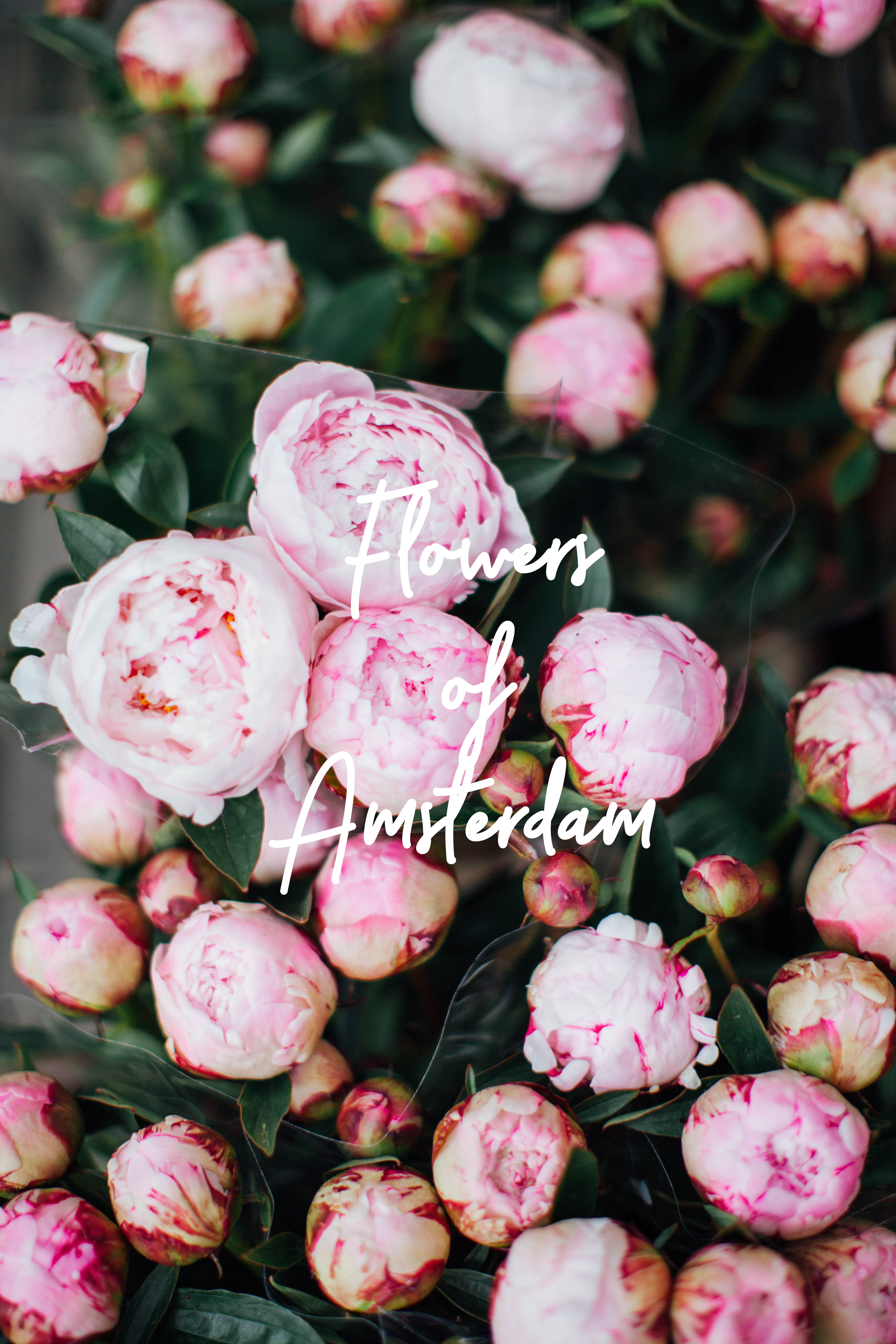 The flowers of Amsterdam in all their glory - all the greenery, too! | bygabriella.co
