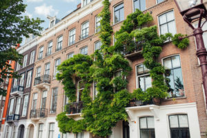 The flowers of Amsterdam in all their glory - all the greenery, too! | bygabriella.co