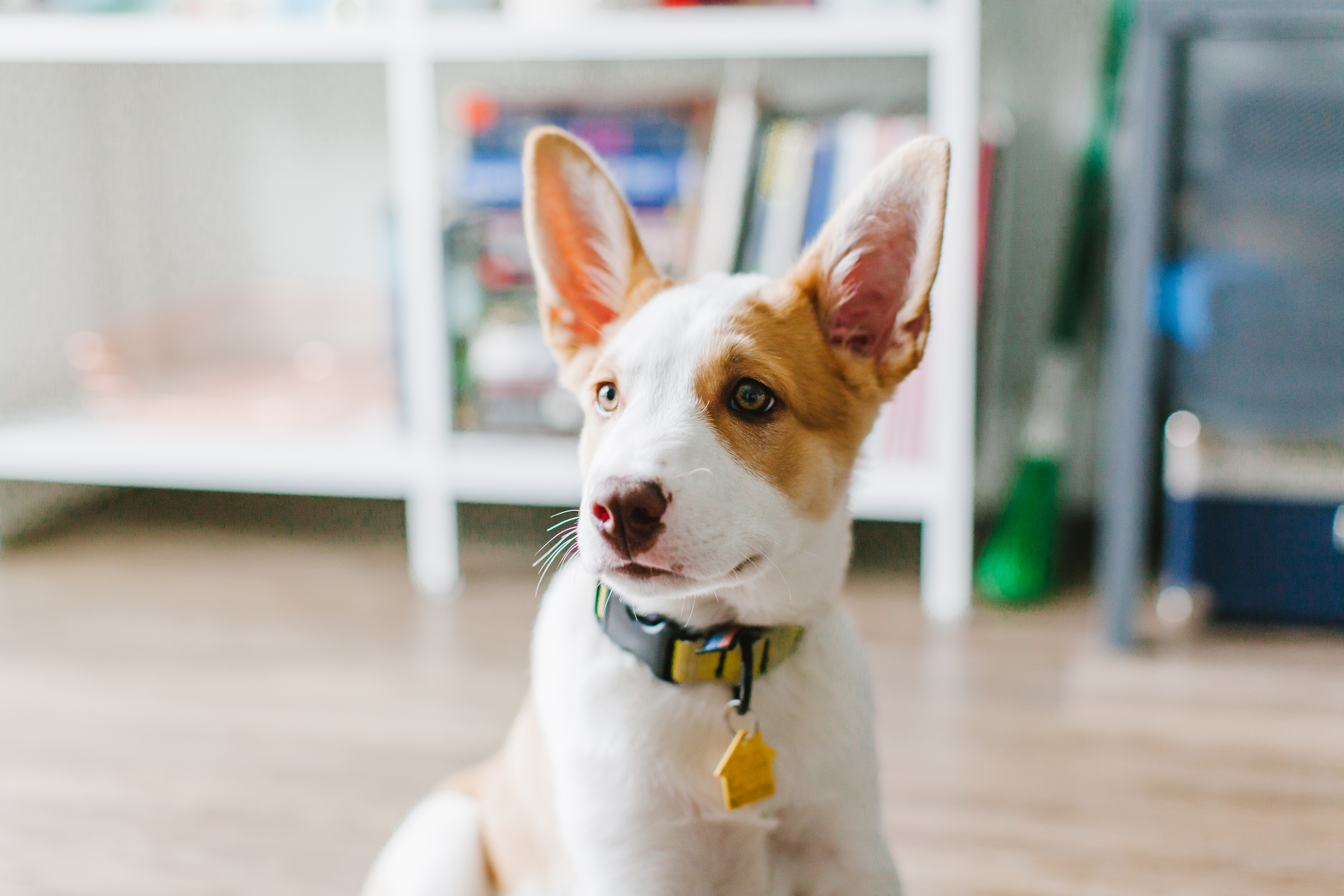We adopted a pup! Meet Clover | bygabriella.co